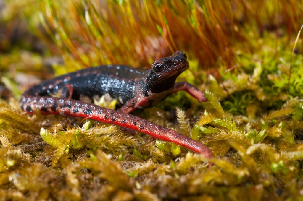Spectacled salamander, Riserva Statale Valle delle Ferriere, Campania, Italy