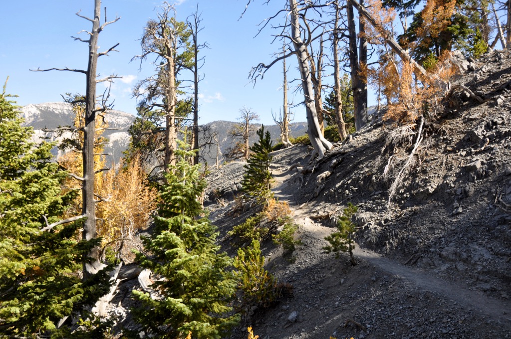 Spring Mountains National Recreation Area, Nevada