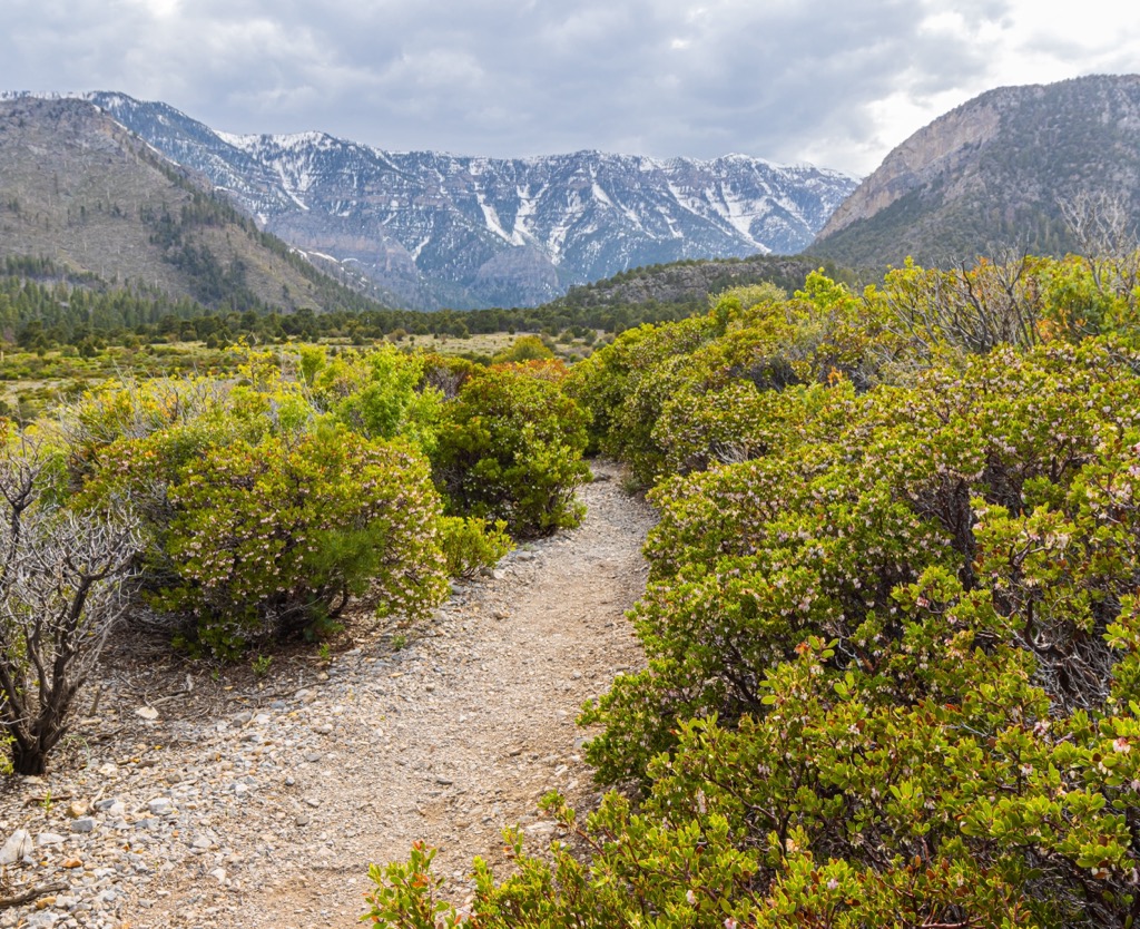 Spring Mountains National Recreation Area, Nevada