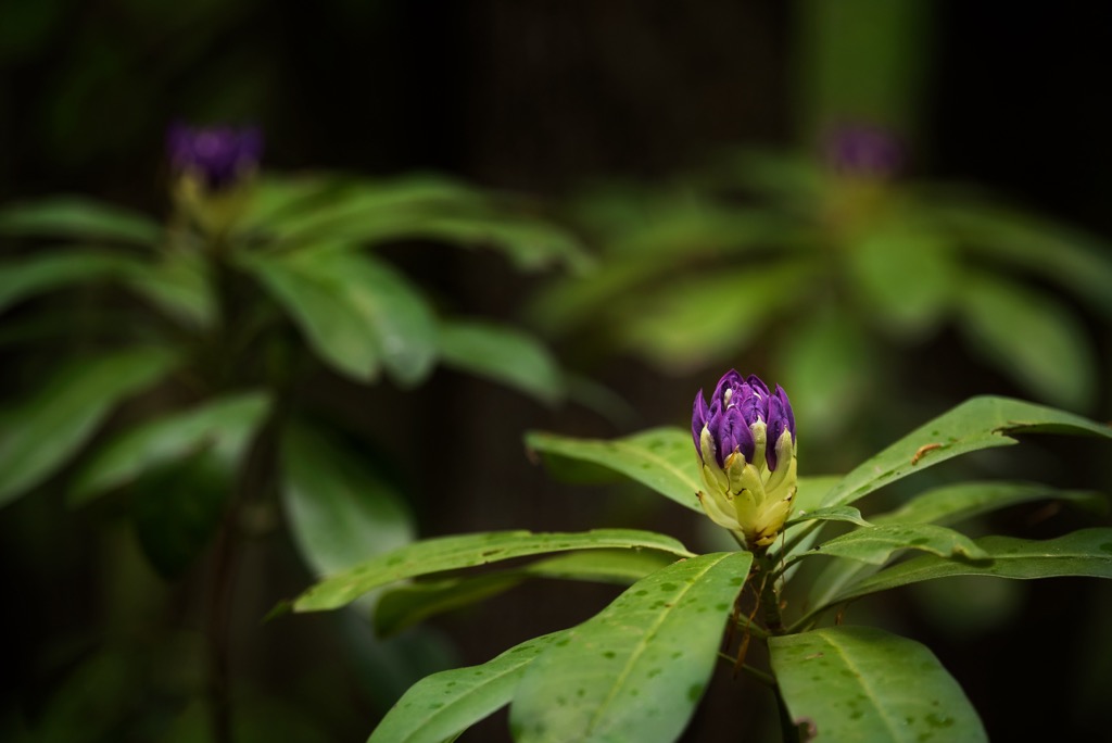 Pontic rhododendron, Strandzha Natural Park, Bulgaria and Turkey