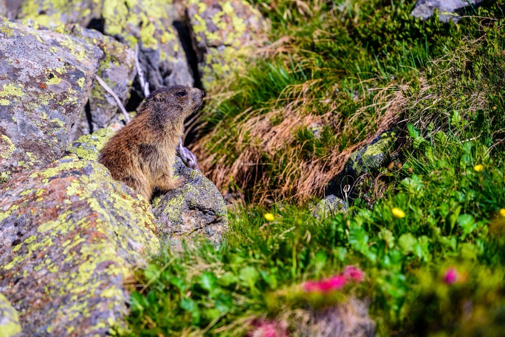 A marmot makes an appearance outside its borough in the Stubai Alps. Stubai Alps