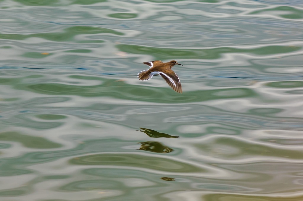 A sandpiper swoops across the River Enns. Styria