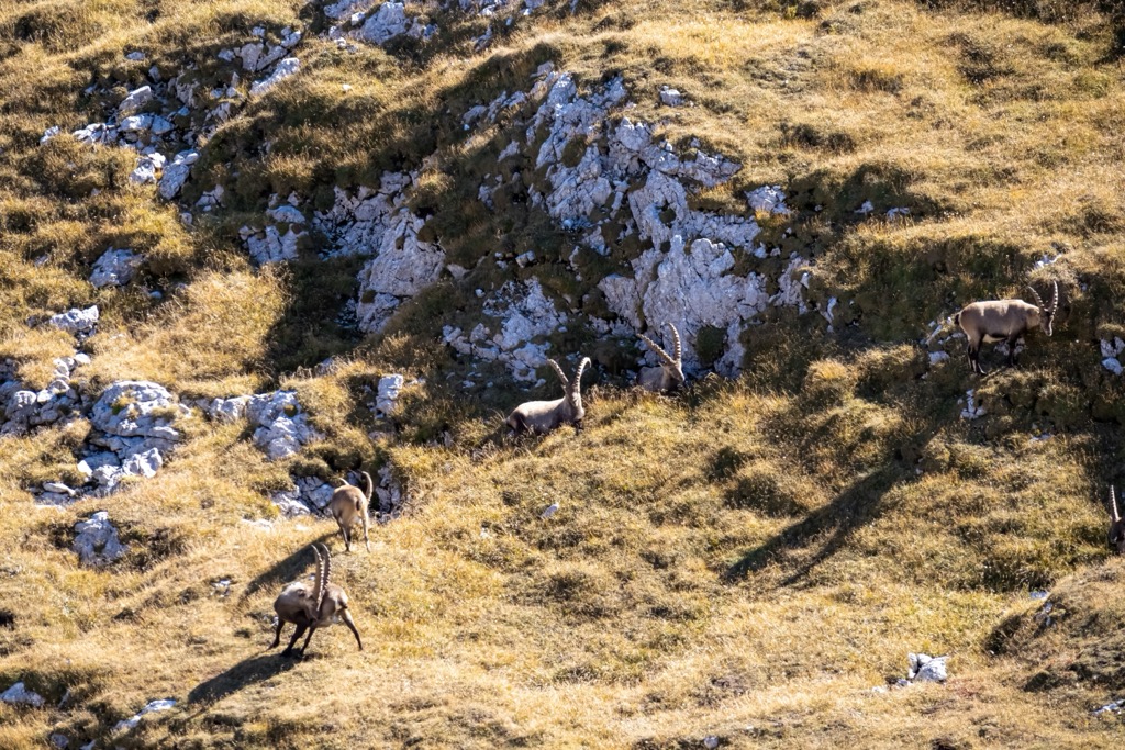 A group of Ibex in the Hochschwab region of Styria. Styria