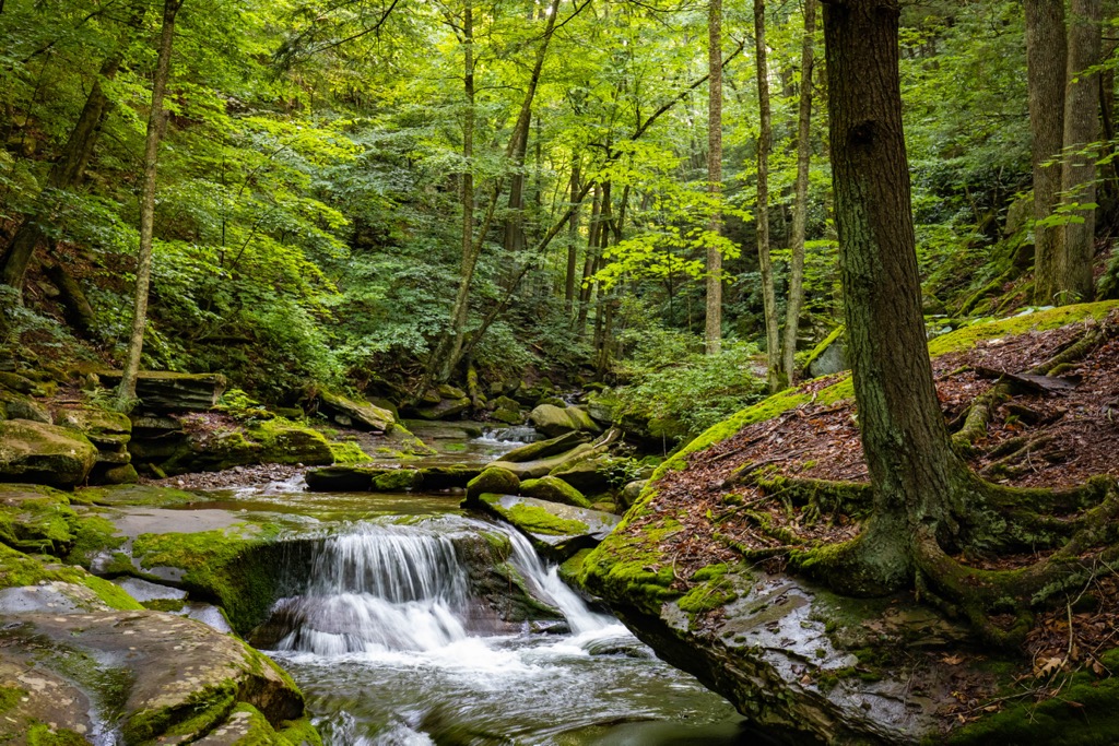 Sundown Wild Forest, New York