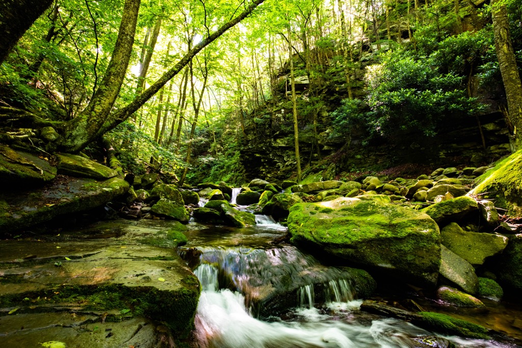 Sundown Wild Forest, New York