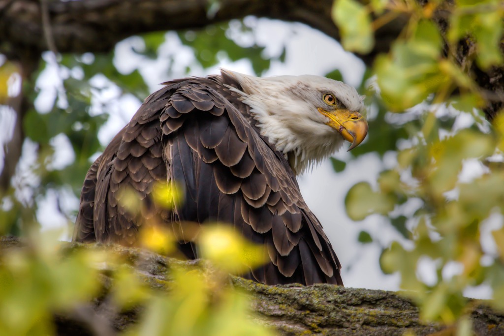 Bald eagle, Superior National Forest, Minnesota