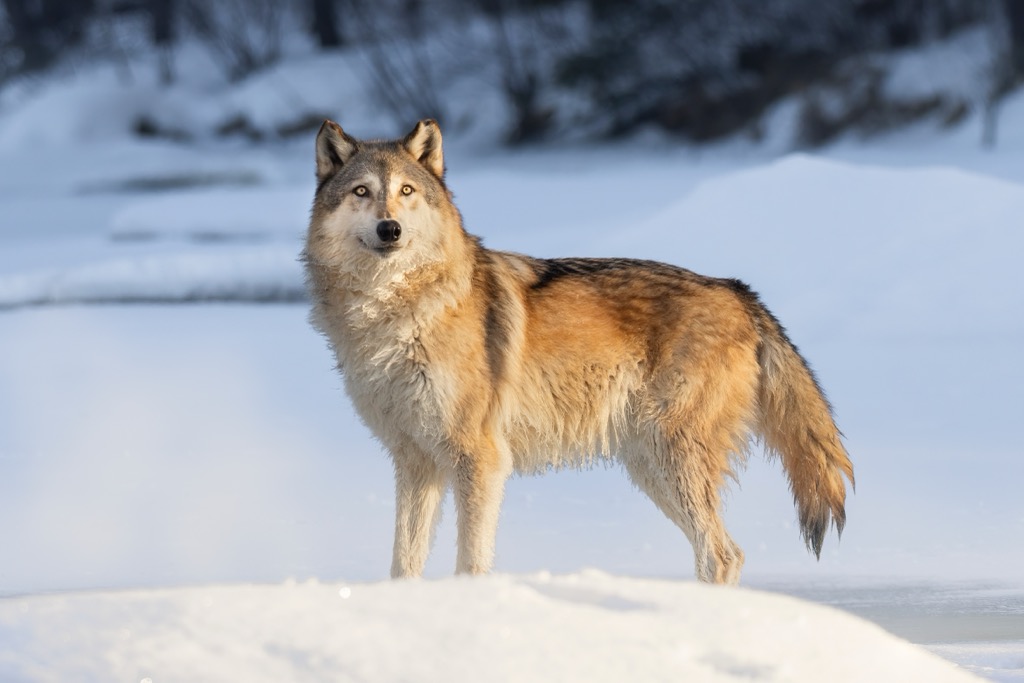 An estimated 12 gray wolf packs reside in the Grisons. Surselva