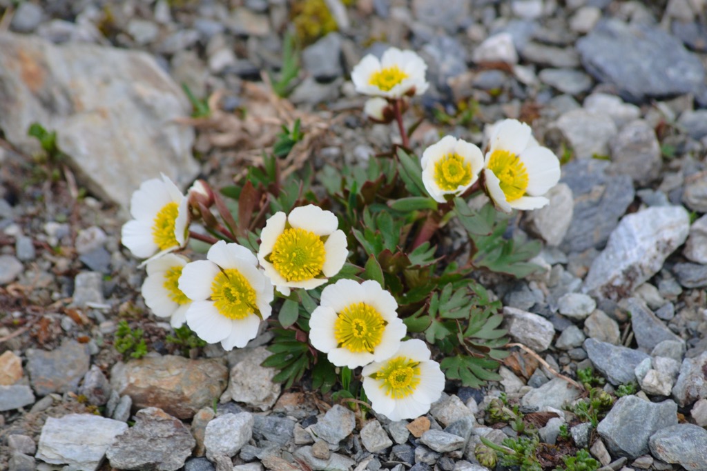 Glacier crowfeet, also called glacier buttercups, can grow at over 4,000 m (13,123 ft) in elevation. Surselva