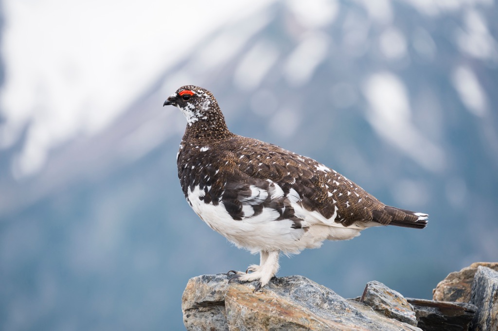 Ptarmigans are known for their seasonal camouflage and raspy songs. Surselva