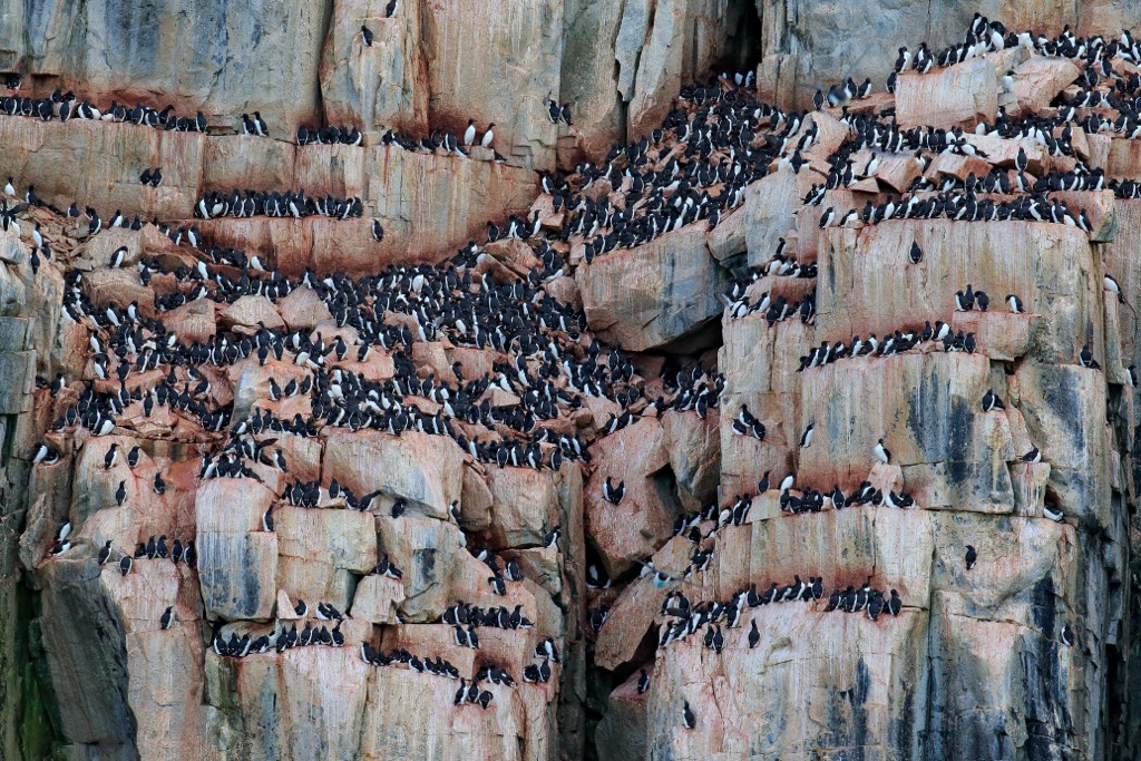 Bird colony in Alkefjellet, Svalbard, Norway