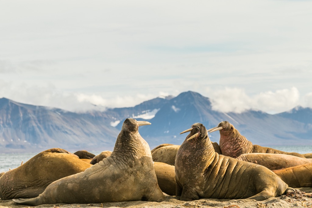 Forlandet National Park, Svalbard, Norway
