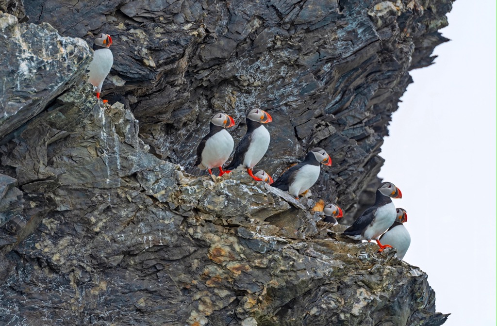 Bird colony, puffins, Svalbard, Norway
