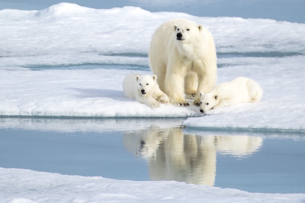 white bears, Svalbard, Norway