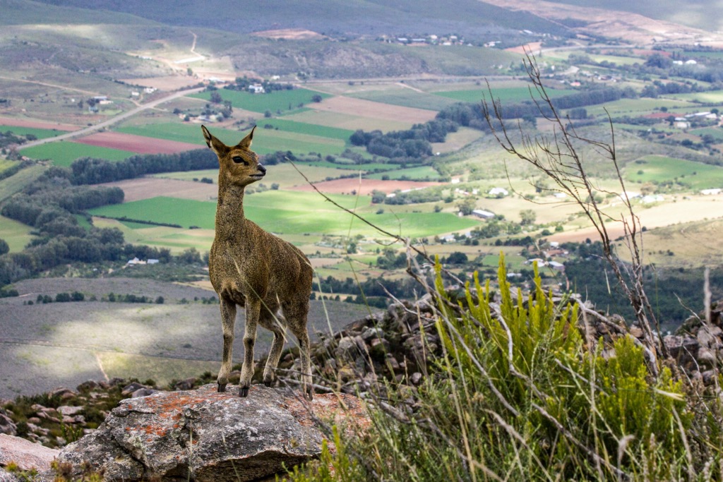 Klipspringer on Swartberg Pass Trail, Swartberg Mountain Range, South Africa