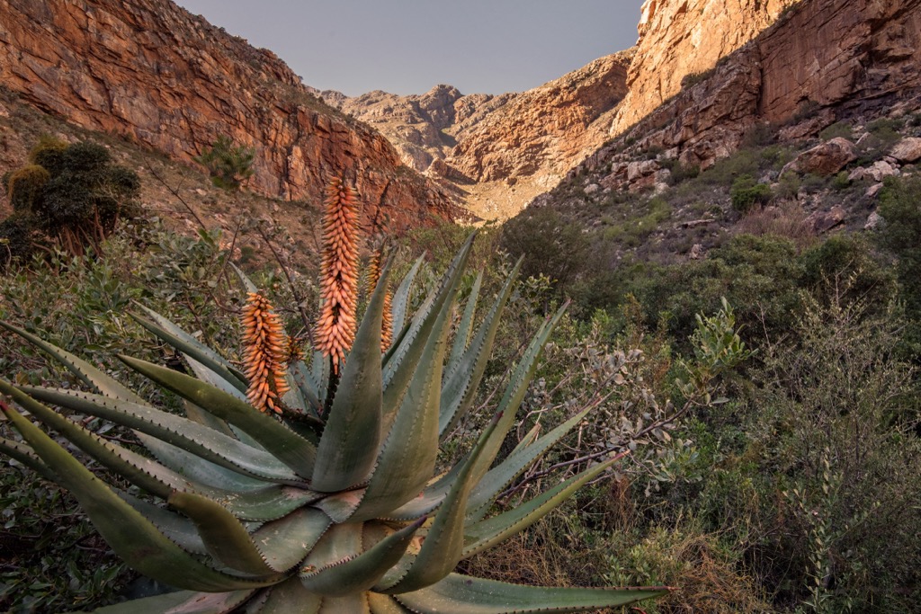 Swartberg Nature Reserve, Swartberg Mountain Range, South Africa