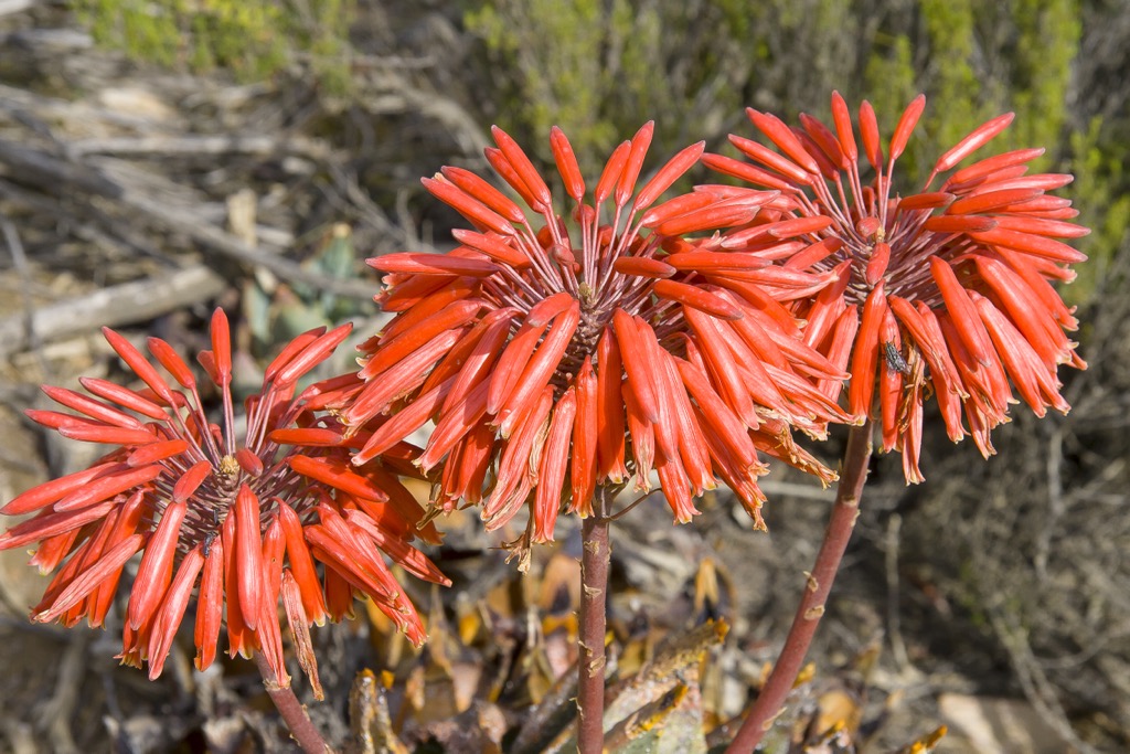 aloe flower, Swartberg Mountain Range, South Africa