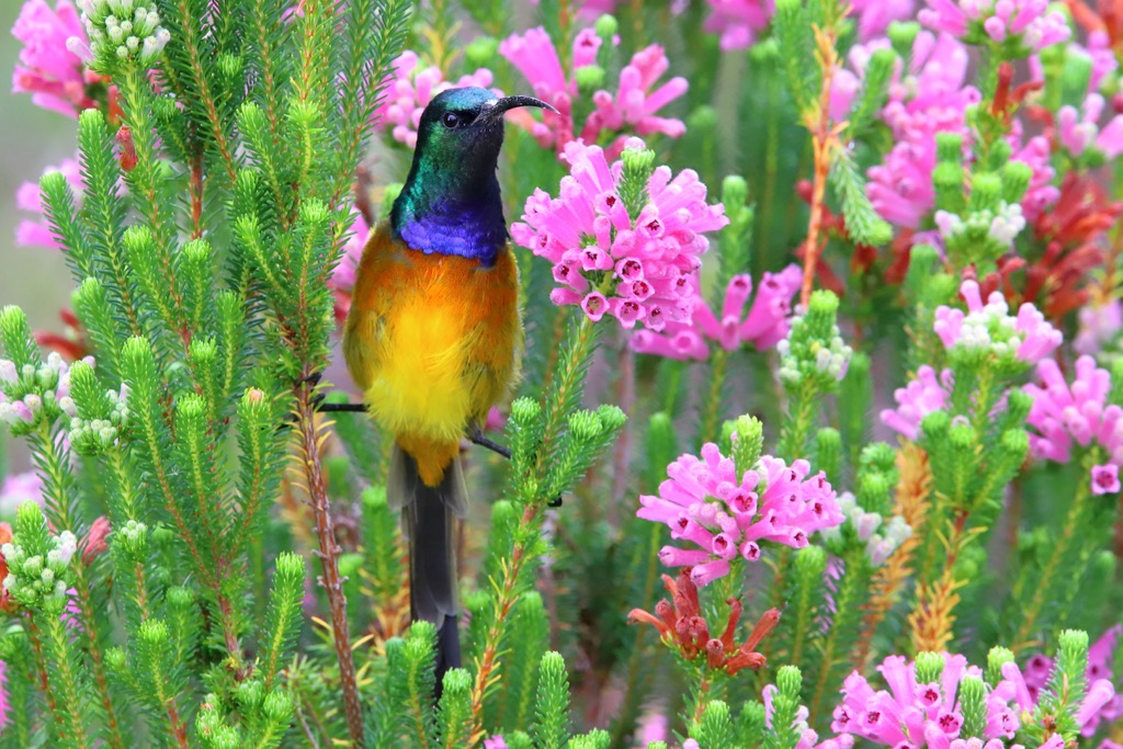 sunbird shows off amongst Erica flowers, Swartberg Mountain Range, South Africa