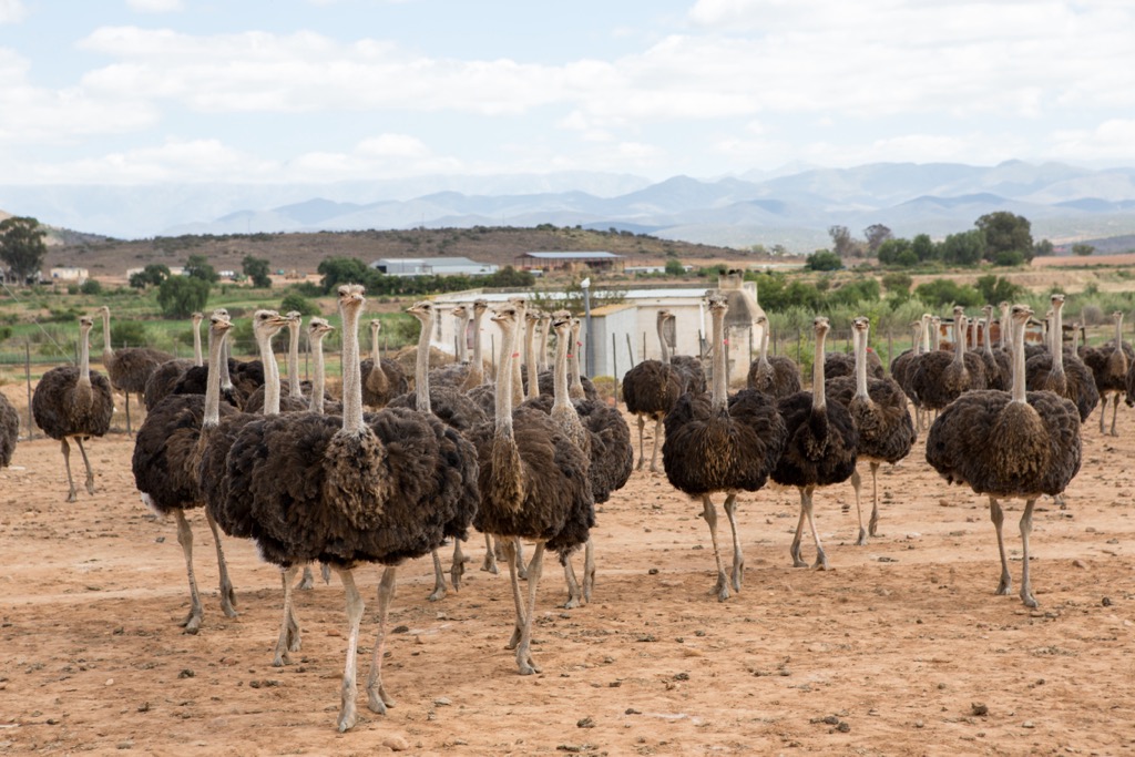 Ostrich farm in Oudtshoorn. Swartberg Nature Reserve