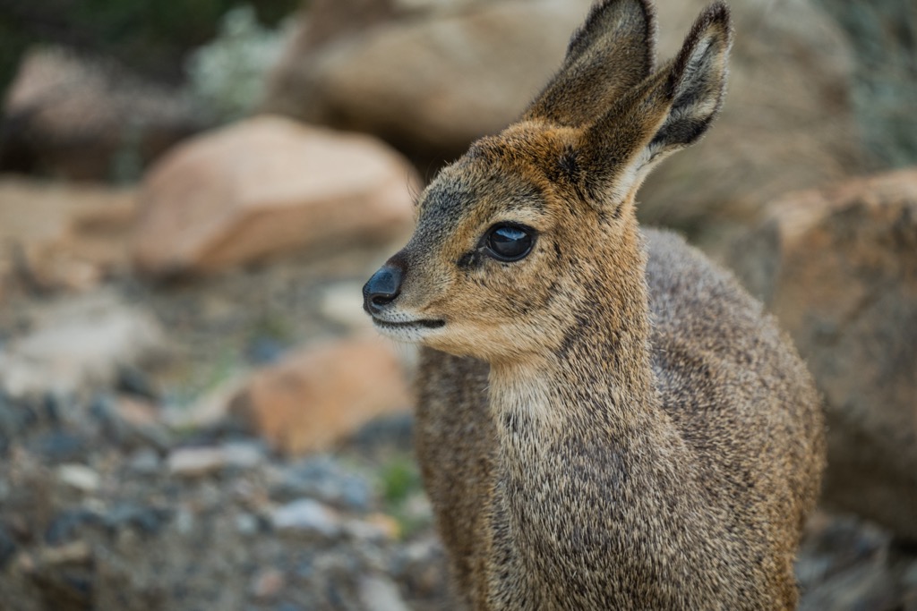 An adorable klipspringer on Swartberg Pass. Swartberg Nature Reserve
