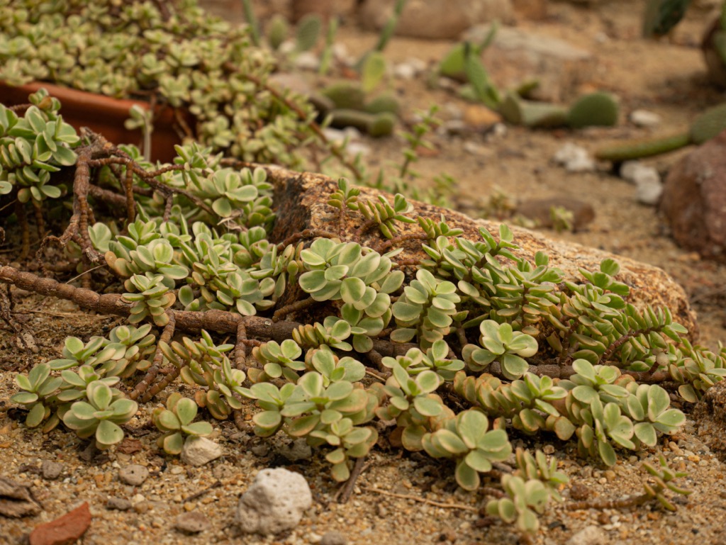Portulacaria afra, also known as spekboom. Swartberg Nature Reserve