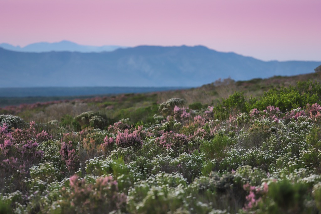 Fynbos ecozone. Swartberg Nature Reserve