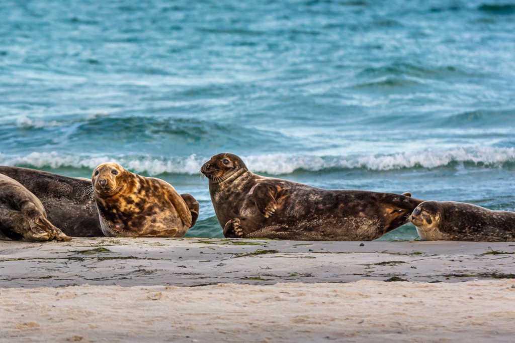 Harbor seals in the province of Skåne, Sweden