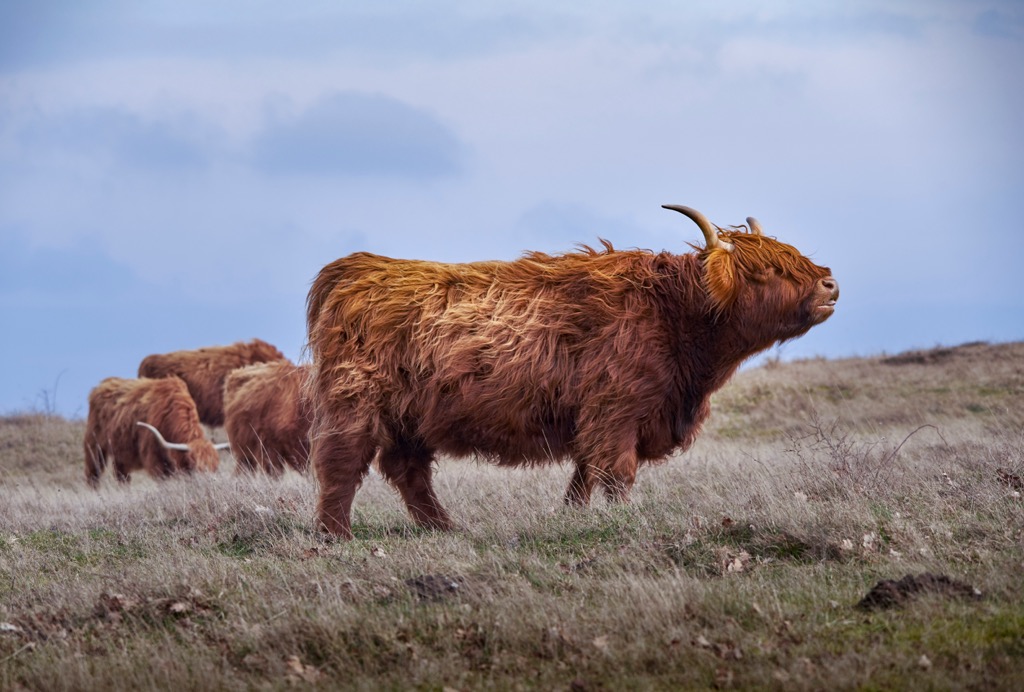 Highland cattle graze, Sweden