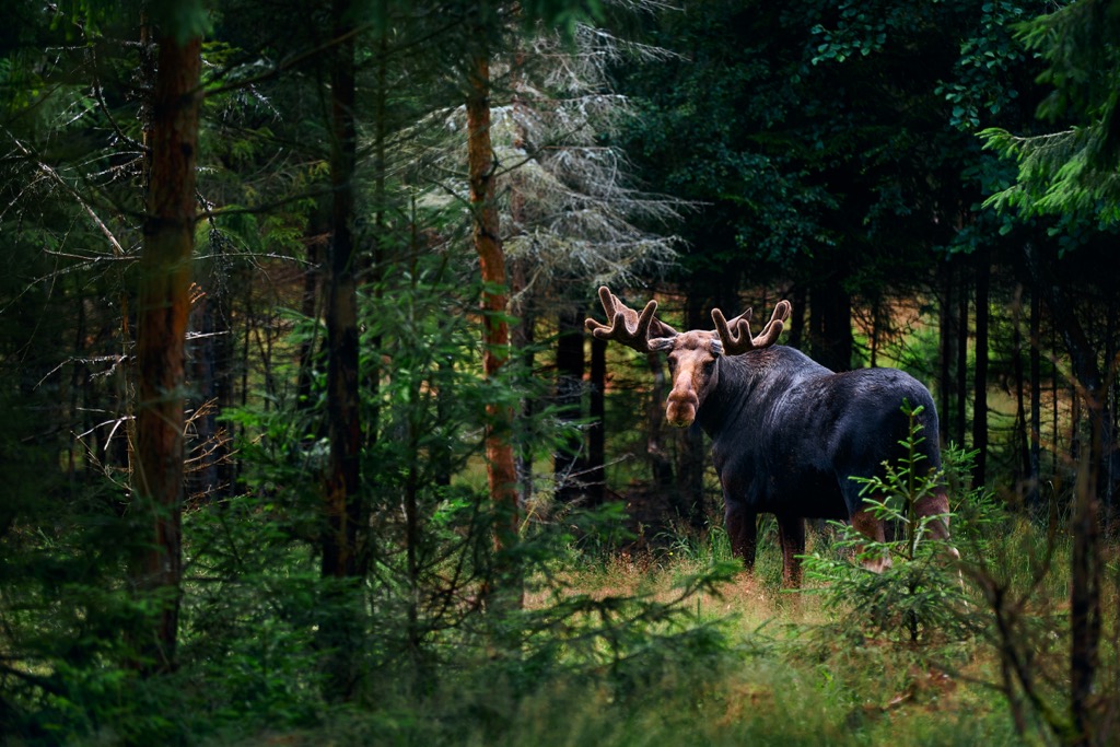 bull moose, Sweden