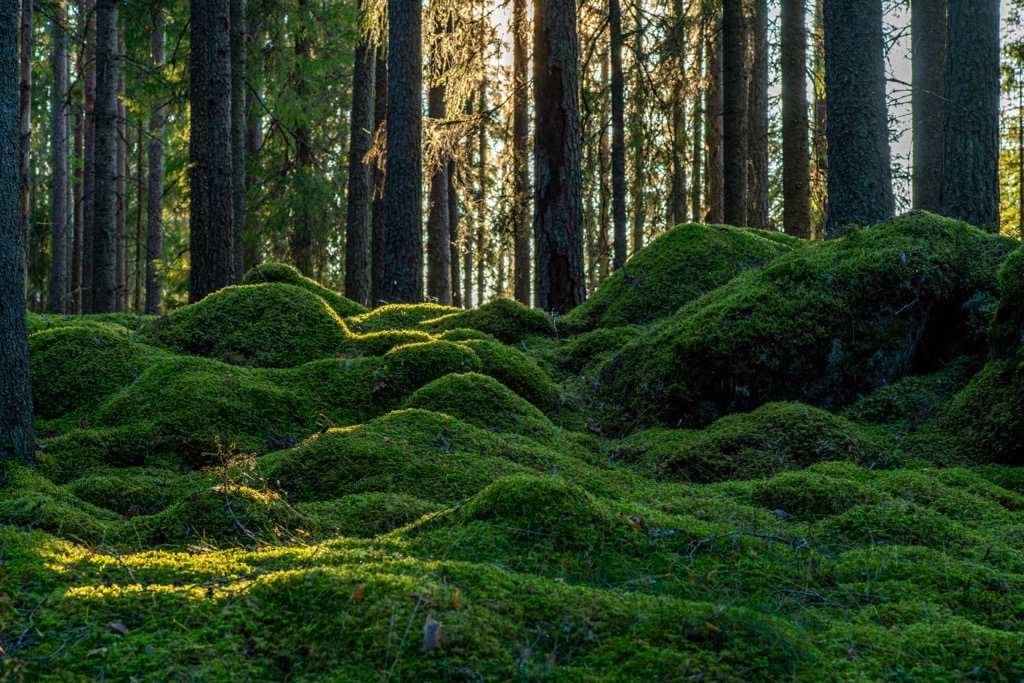old-growth fir forest in the north country, Sweden