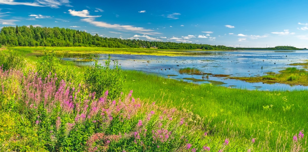 Summer scene, with wetlands, wildflowers, and plenty of greenery, Sweden