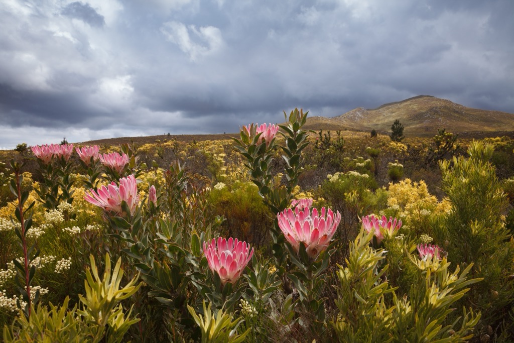Table Mountain National Park, South Africa
