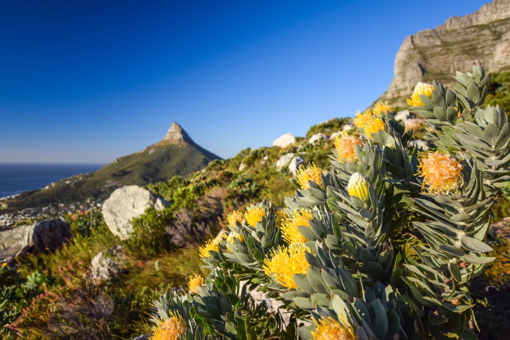 Table Mountain National Park, South Africa