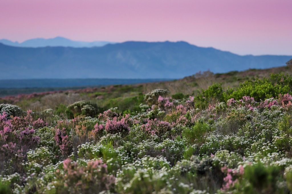 Table Mountain National Park, South Africa