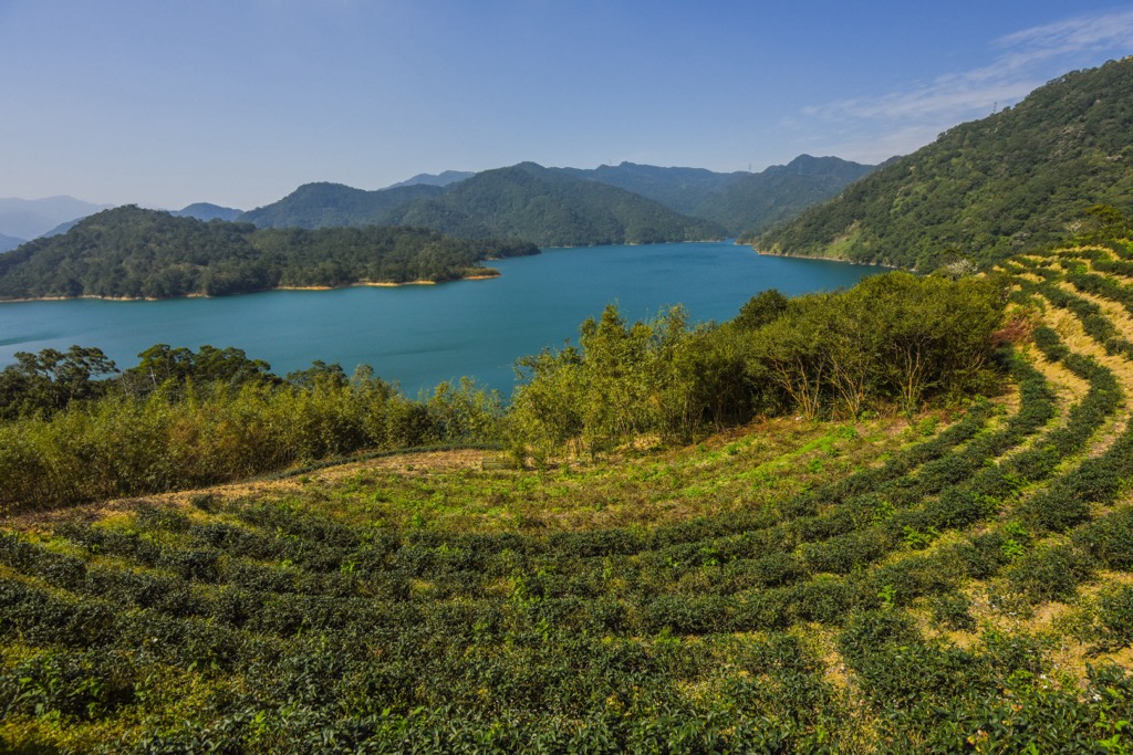 Oolong Tea Garden, Taipei, Taiwan, Taipei Citya, Taiwan
