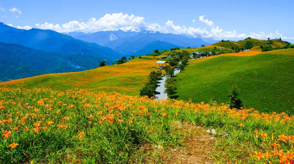 flowers, Taitung County, Taiwan
