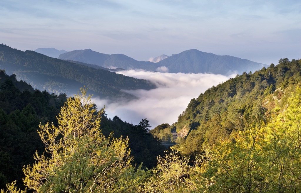 Taiwan Pleione Nature Reserve
