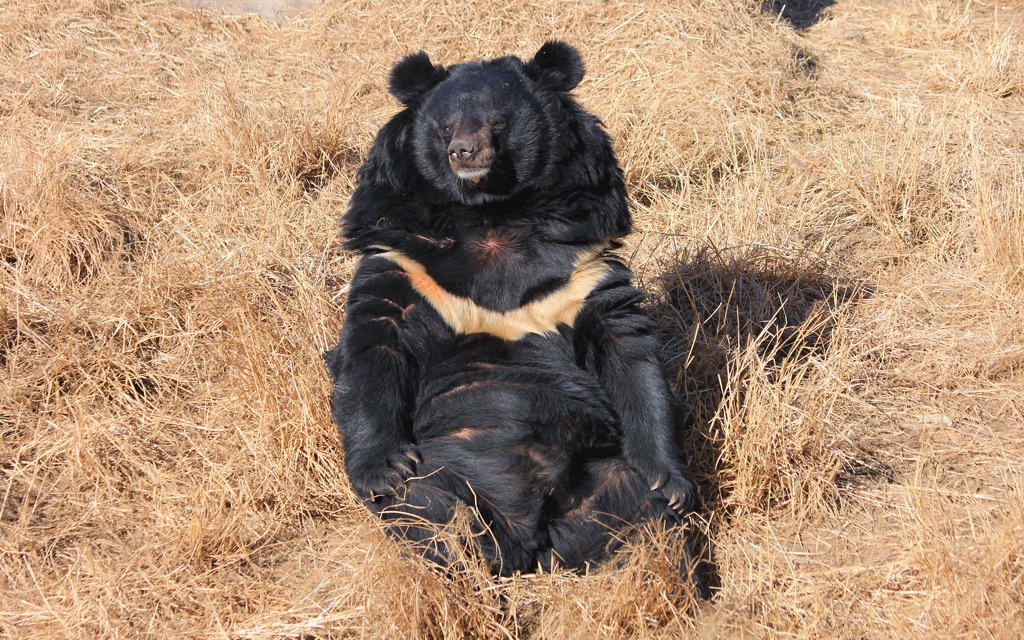 Taiwan black bear, Sancha Mountain and Xiangyang Mountain Special Scenic Area,Taiwan