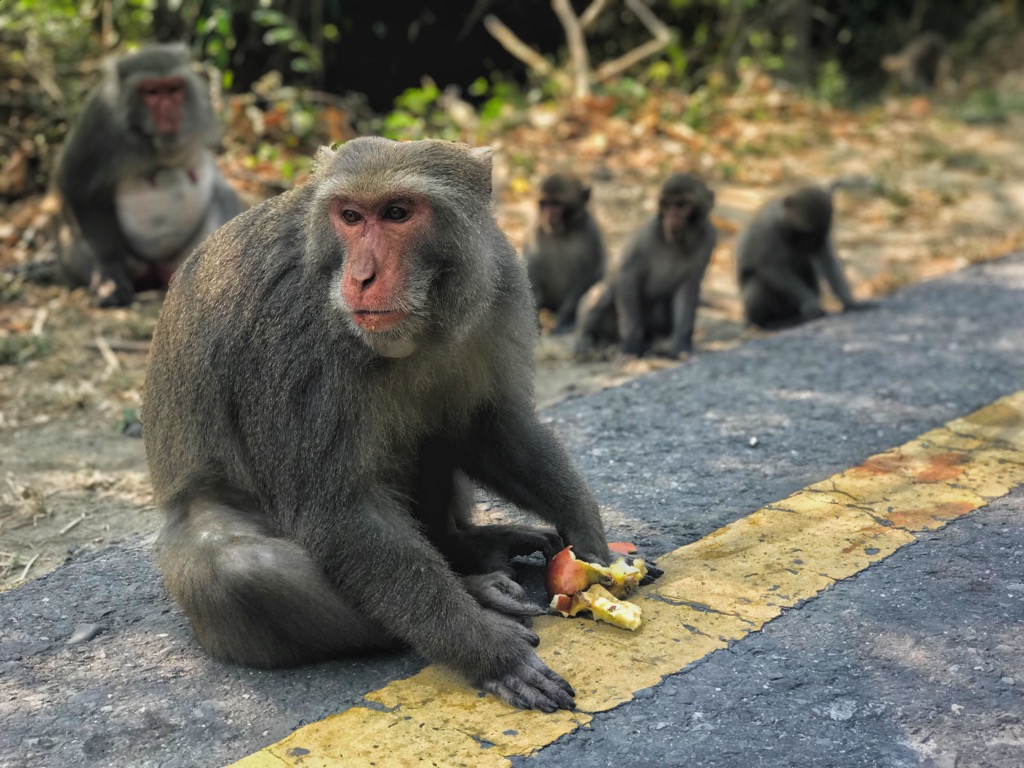 Taiwan Pleione Nature Reserve