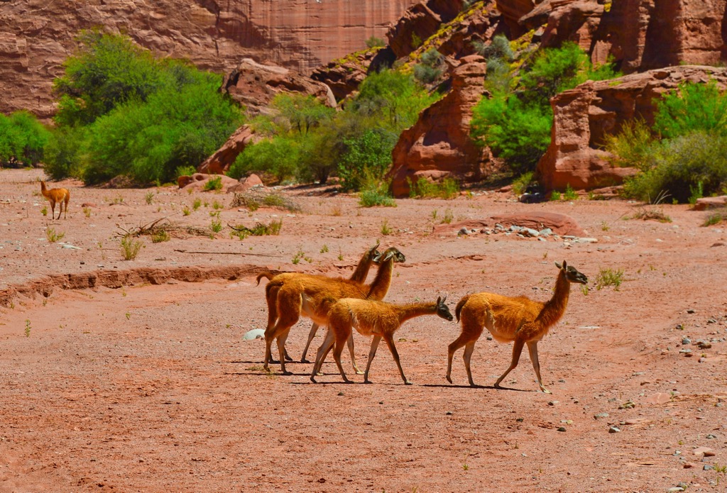 Talampaya National Park, Argentina