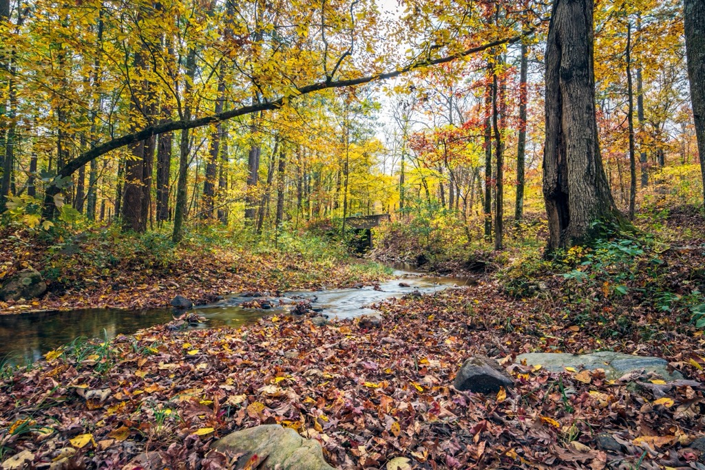 Cheaha SP, Talladega National Forest, Alabama