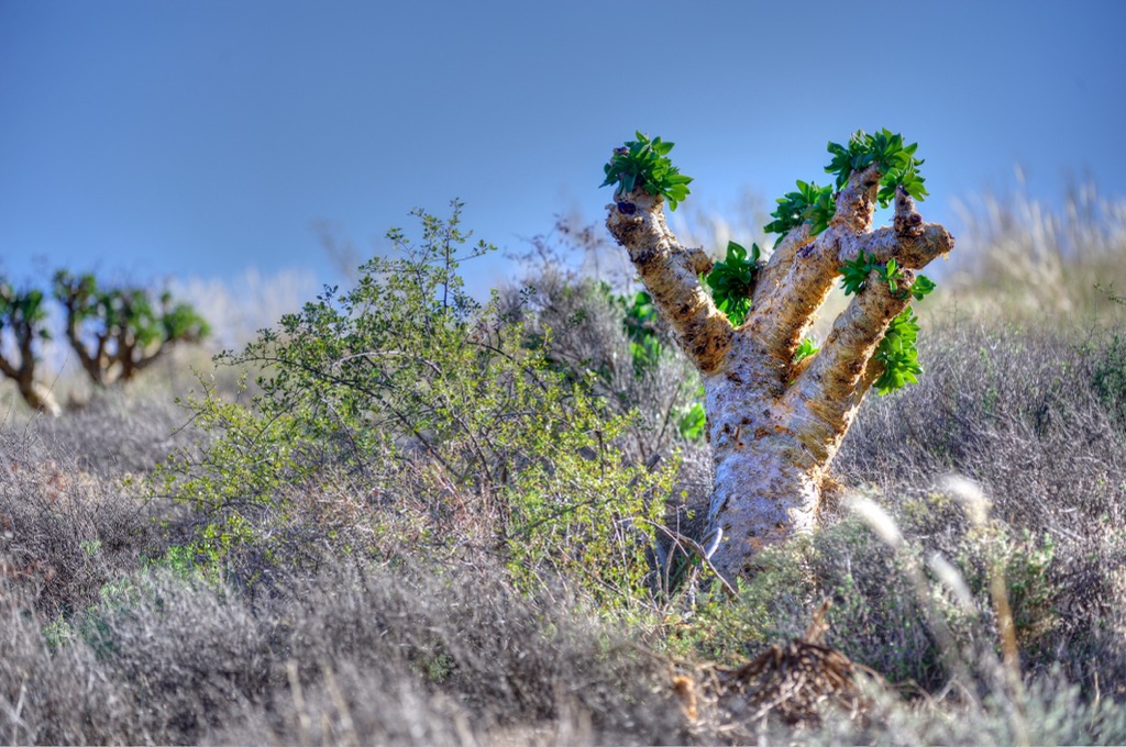 Succulent species store large amounts of water in their biomass, giving them a cartoonish appearance. Tankwa Karoo National Park