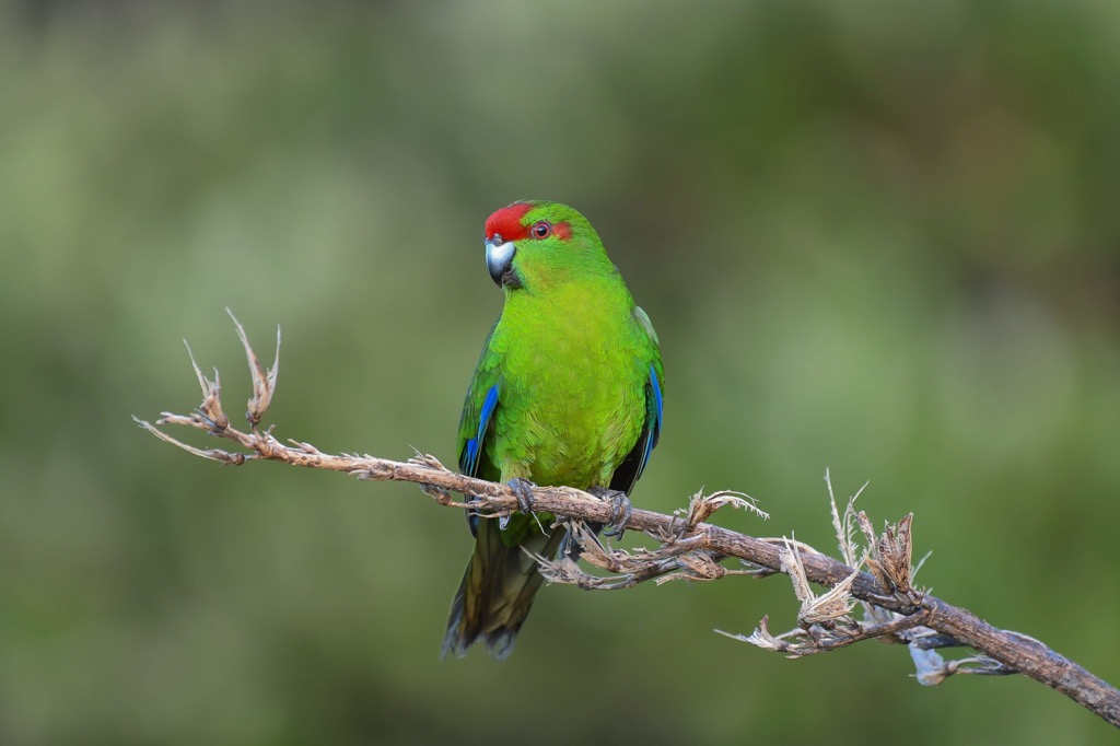 Otaki Forks. Tararua-Range