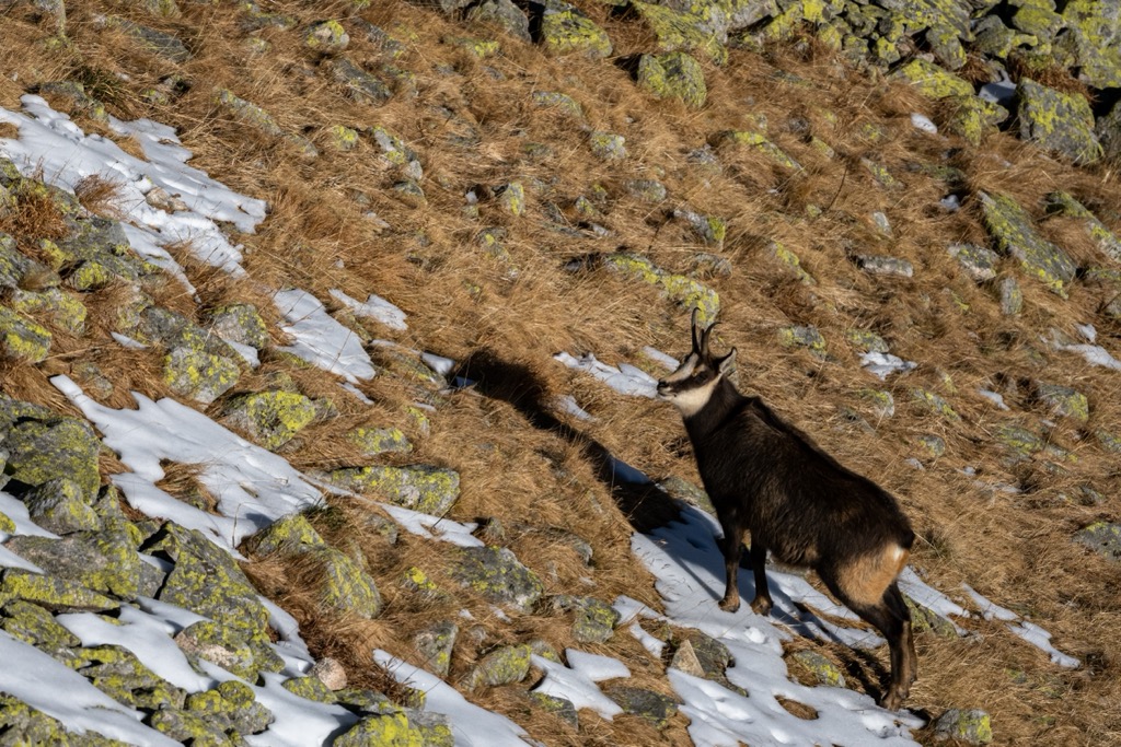 Tatra chamois,Tatra National Park, Slovakia