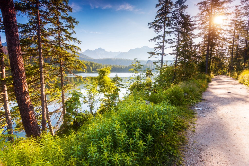 Forest, Tatra National Park, Slovakia