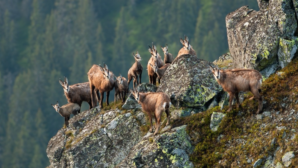 A group of Tatra chamois. Tatra National Park