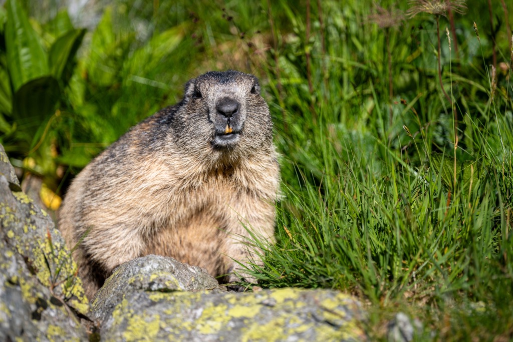 A marmot in the Tatra Mountains. Tatra National Park