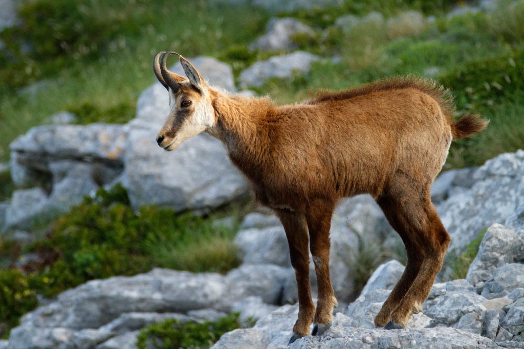 Chamois have horns that grow continuously throughout their lives, unlike deer, which seasonally shed their antlers. Tennengebirge Nature Reserve