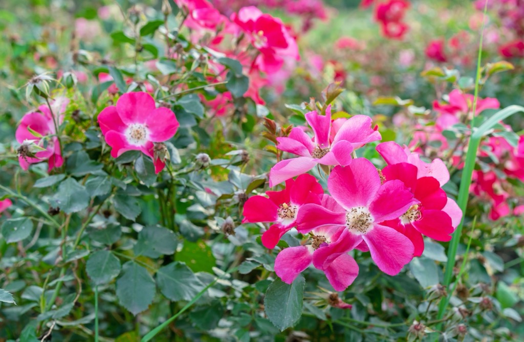 Alpine roses are one of the Alps’ most beautiful and vibrant flowers. Tennengebirge Nature Reserve