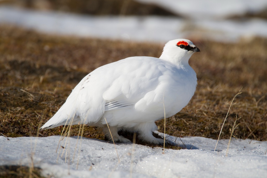 Rock ptarmigans are a grouse species known for their seasonal camouflage plumage. Tennengebirge Nature Reserve