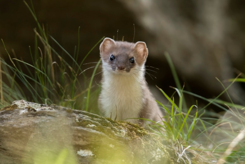 Texelgruppe Nature Park, Ötztal Alps, Italy